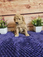 💙Cash F1b 💙, a male Miniature Goldendoodle for sale in Pittsford, MI – 1 of 4