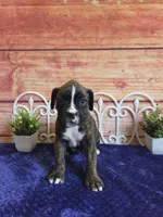 Tulip, a female Boxer for sale in Pittsford, MI – 3 of 4