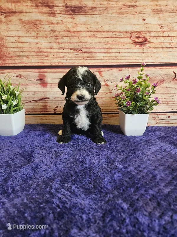 Bruce F1b  – Cavapoo puppy for sale in Pittsford, MI