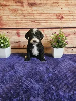 Bruce F1b , a male Cavapoo for sale in Pittsford, MI – 1 of 3