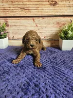 Nova F1b , a female Cavapoo for sale in Pittsford, MI – 2 of 5