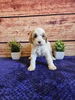 Melissa F1B, a female Cavapoo for sale in Pittsford, MI – Photo 3 of 3