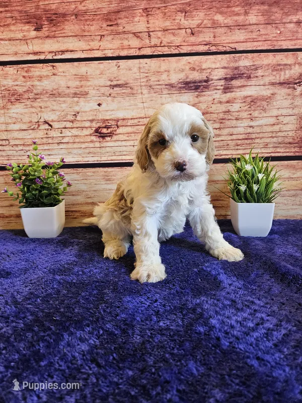 Melissa F1B – Cavapoo puppy for sale in Pittsford, MI