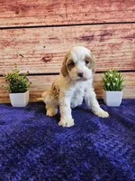 Melissa F1B, a female Cavapoo for sale in Pittsford, MI – Photo 1 of 3