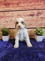 Melissa F1B, a female Cavapoo for sale in Pittsford, MI – Photo 2 of 3