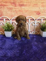 Oscar F1b, a male Cavapoo for sale in Pittsford, MI – 2 of 6