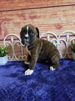 Tiger, a male Boxer for sale in Pittsford, MI – 3 of 5