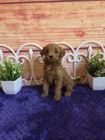 Kenzie F1b, a female Cavapoo for sale in Pittsford, MI – 4 of 5