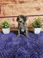 Hunter F1b , a male Cavapoo for sale in Pittsford, MI – 3 of 4