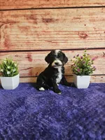 Bruce F1b , a male Cavapoo for sale in Pittsford, MI – 2 of 3