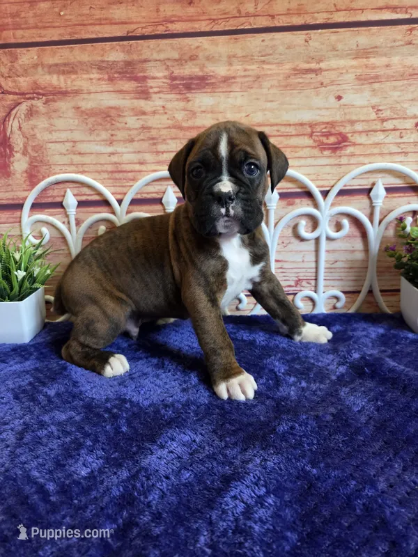 Tiger – Boxer puppy for sale in Pittsford, MI