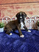 Tiger, a male Boxer for sale in Pittsford, MI – 1 of 5