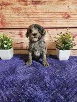 Hunter F1b , a male Cavapoo for sale in Pittsford, MI – 2 of 4