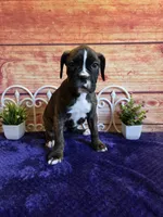 Tulip AKC, a female Boxer for sale in Pittsford, MI – 7 of 8