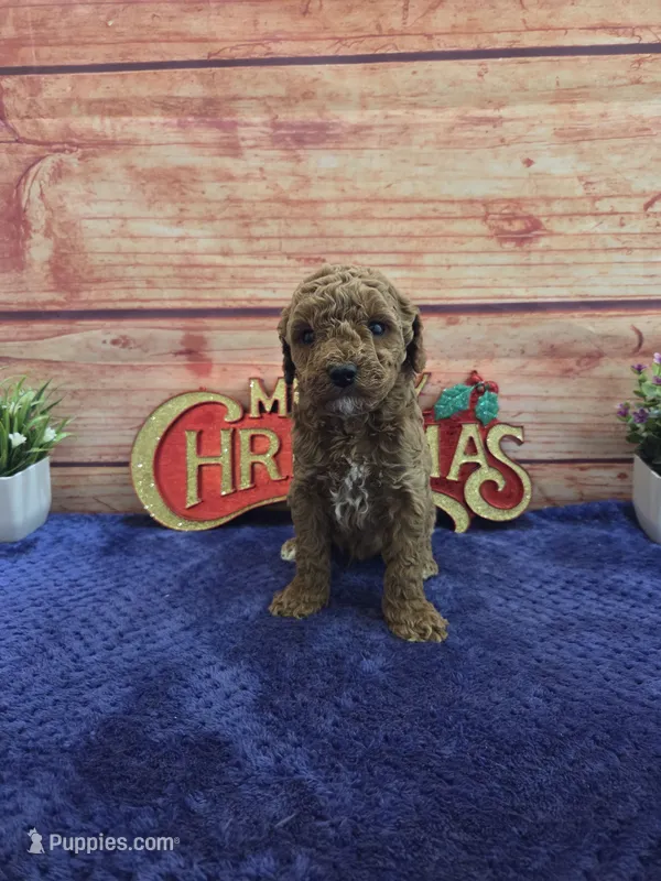 Allan F1B – Cavapoo puppy for sale in Pittsford, MI