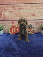 Allan F1B, a male Cavapoo for sale in Pittsford, MI – 1 of 4