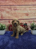 Josh F1B, a male Cavapoo for sale in Pittsford, MI – 3 of 3
