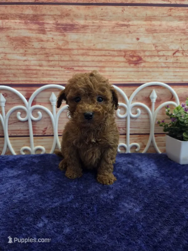 Spot F1b – Cavapoo puppy for sale in Pittsford, MI