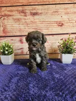 Owen F1b , a male Cavapoo for sale in Pittsford, MI – 2 of 4