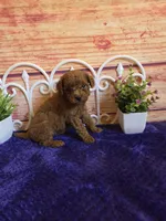 Spot F1b, a male Cavapoo for sale in Pittsford, MI – 5 of 5