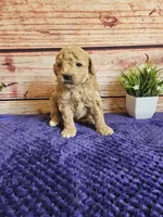 💙Cash F1b 💙, a male Miniature Goldendoodle for sale in Pittsford, MI – 2 of 4