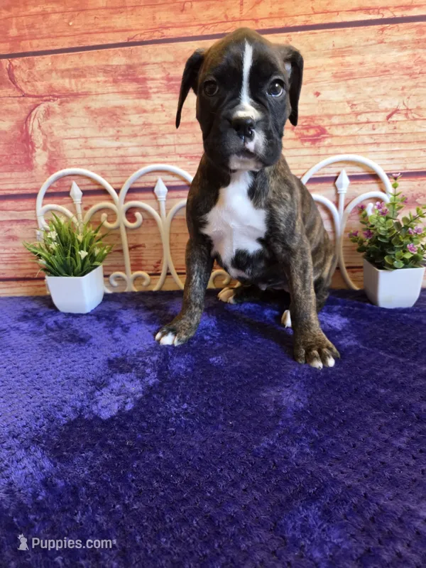 Tulip AKC – Boxer puppy for sale in Pittsford, MI
