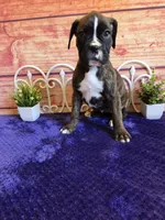 Tulip AKC, a female Boxer for sale in Pittsford, MI – 1 of 8