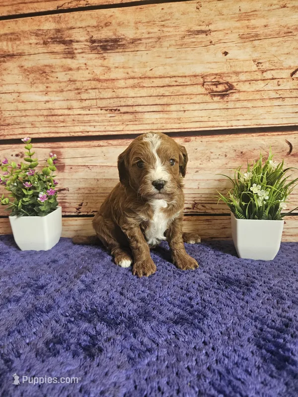 Luna F1b  – Cavapoo puppy for sale in Pittsford, MI