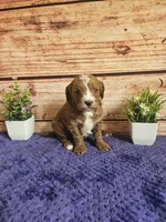Luna F1b , a female Cavapoo for sale in Pittsford, MI – 1 of 5