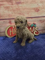 Alice F1B, a female Cavapoo for sale in Pittsford, MI – 3 of 3