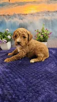 Lilac F1B, a female Cavapoo for sale in Pittsford, MI – Photo 2 of 4