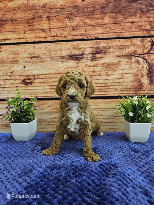 Lilac F1B – Cavapoo puppy for sale in Pittsford, MI