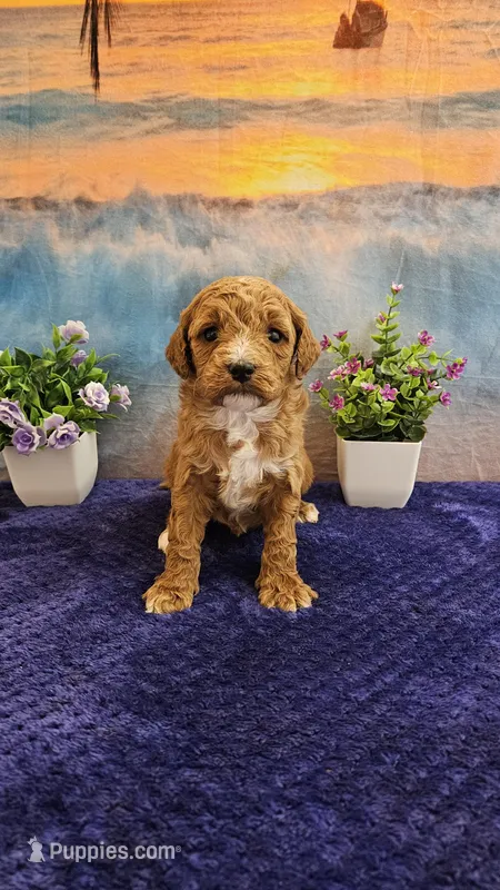 Lilac F1B – Cavapoo puppy for sale in Pittsford, MI