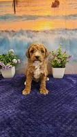 Lilac F1B, a female Cavapoo for sale in Pittsford, MI – Photo 1 of 4