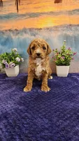 Lilac F1B, a female Cavapoo for sale in Pittsford, MI – Photo 4 of 4