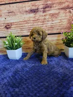 Tulip F1b , a female Cavapoo for sale in Pittsford, MI – Photo 3 of 4