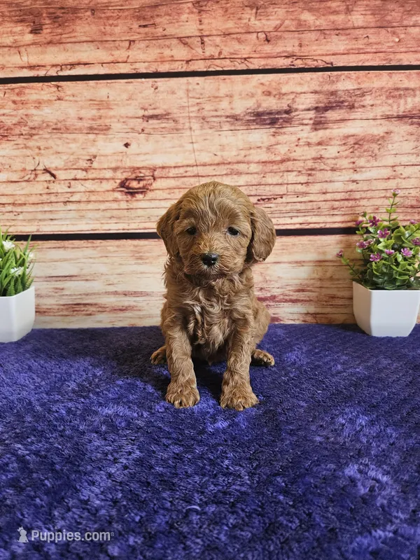 Tulip F1b  – Cavapoo puppy for sale in Pittsford, MI
