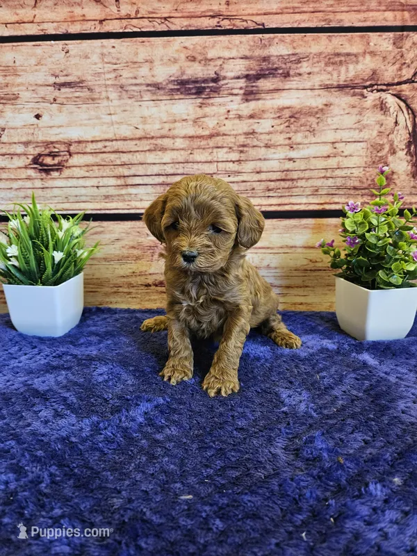 Tulip F1b  – Cavapoo puppy for sale in Pittsford, MI
