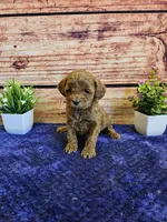 Tulip F1b , a female Cavapoo for sale in Pittsford, MI – Photo 1 of 4