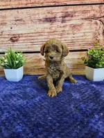 Tulip F1b , a female Cavapoo for sale in Pittsford, MI – Photo 2 of 4