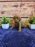 Tulip F1b , a female Cavapoo for sale in Pittsford, MI – Photo 4 of 4
