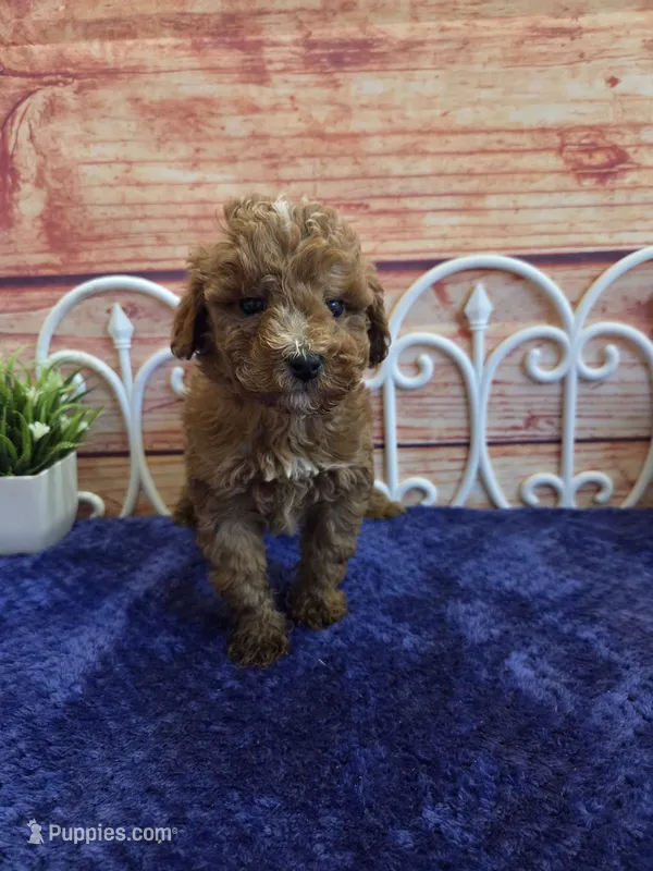 Ruger F1b – Cavapoo puppy for sale in Pittsford, MI
