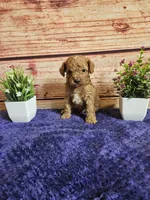 Ozzy F1B , a male Cavapoo for sale in Pittsford, MI – 2 of 3
