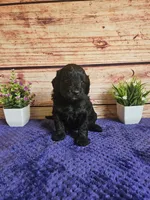 💙Teddy F1b 💙, a male Miniature Goldendoodle for sale in Pittsford, MI – 3 of 3