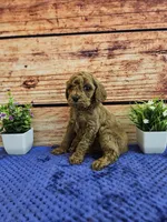 Daisy F1B , a female Cavapoo for sale in Pittsford, MI – Photo 2 of 3
