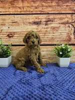 Daisy F1B , a female Cavapoo for sale in Pittsford, MI – Photo 3 of 3