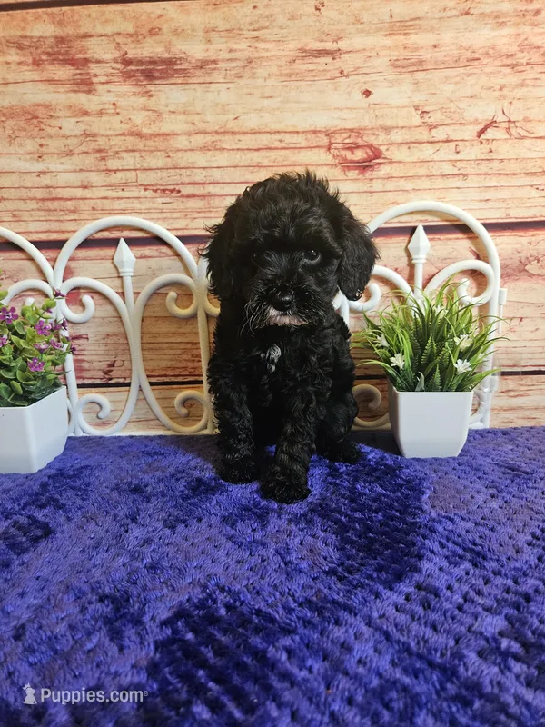 Grace F1b – Cavapoo puppy for sale in Pittsford, MI