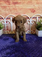 Kenzie F1b, a female Cavapoo for sale in Pittsford, MI – 3 of 5
