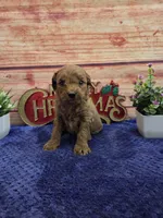 Macy F1B, a female Cavapoo for sale in Pittsford, MI – 3 of 3