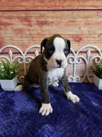 Miley AKC, a female Boxer for sale in Pittsford, MI – 4 of 4